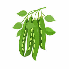 Field Pea